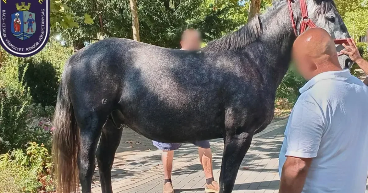 Elszabadult lovak gyalogosokat sodortak el Kiskunfélegyházán