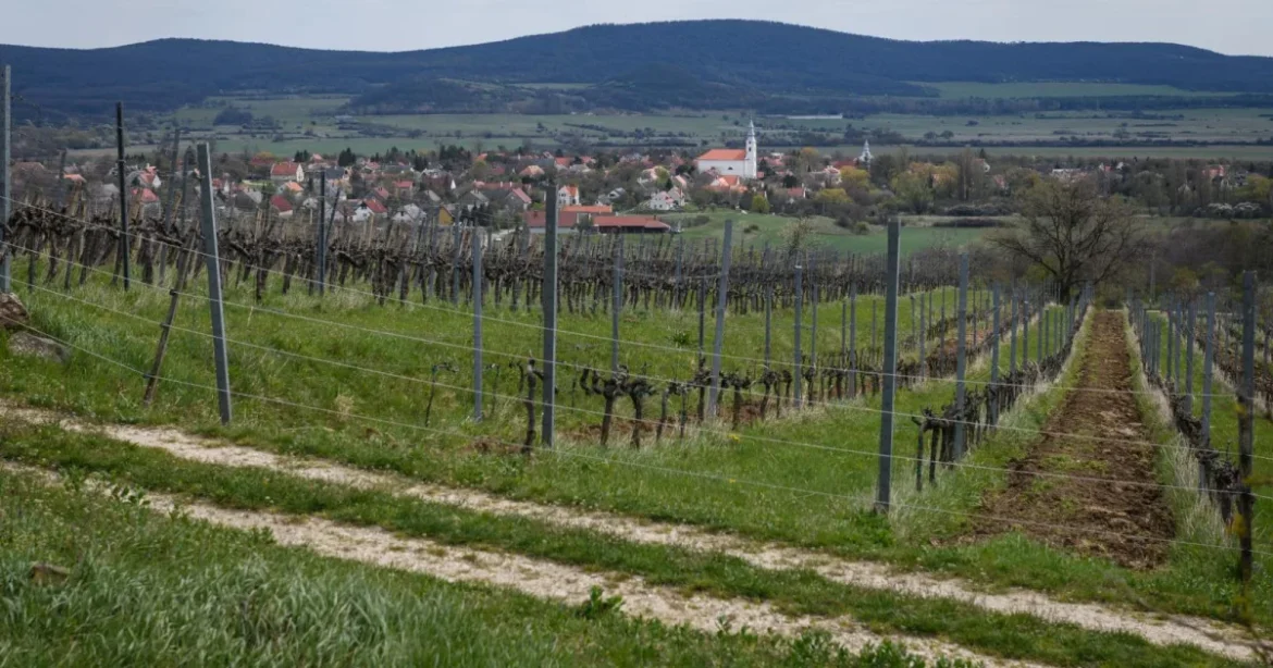 Kettős szorításban a magyar szőlő- és bortermelők